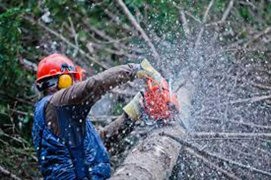 lavoratori forestali